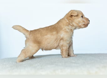 Wunderschöne Lakies (Lakeland Terrier) zu haben in Brno