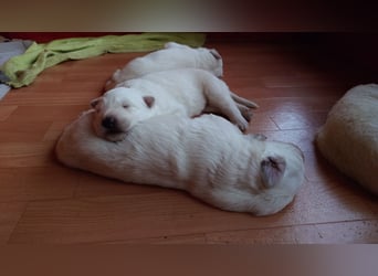 Welpen Weiße Schweizer Schäferhunde