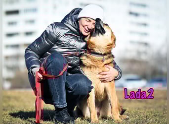 Lada2 10/2023 - ausgeglichene und gehorsame, traumhafte Hündin!