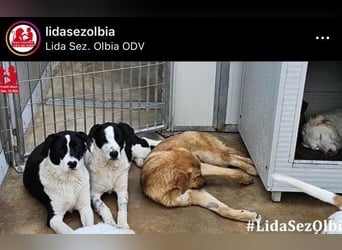 Milla - Gute-Laune-Hund wartet auf Sie