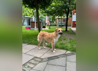 ♥PEPITO♥ neu auf Pflegestelle bei Köln - niedlicher, verspielter, fröhlicher Jungspund 46cm