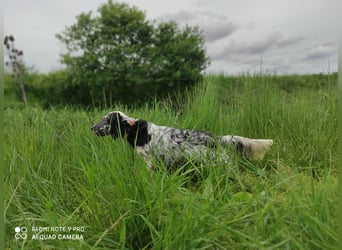 English setter Rüde Welpe