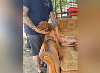 Levante sucht Vizsla Liebhaber
