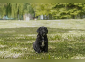 Aussiedor ( Australian Shepherd x Labrador) Welpen suchen neues Zuhause
