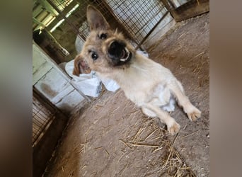 Teddy, 2 Jahre sucht sein Körbchen