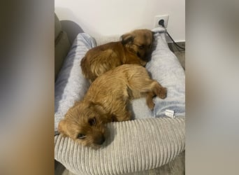 Brownie und Mirabell - verspieltes, freundliches, katzenverträgliches Doppel / noch in Rumänien