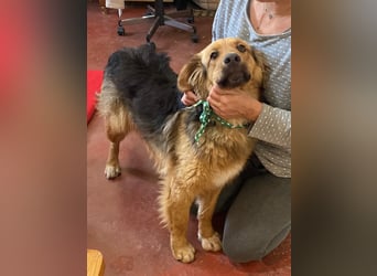 Zauberhafter WOOFY sucht Familienanschluß