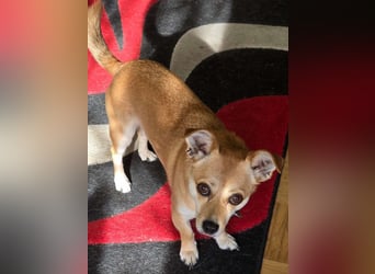 Kuschelmaus LOTTI sucht aktive Zweibeiner