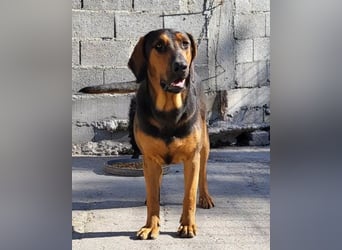 Levi ❤️ Bracke-Mix, verspielt+ aufgeschlossen