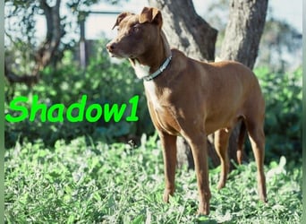 Shadow1 10/2021 (ESP) - liebevoller und sehr sozialer Podenco-Mix, ein treuer Menschenfreund!