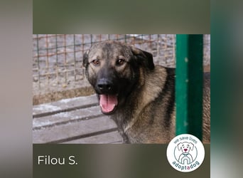 Filou – sensibler Junghund die Welt entdecken