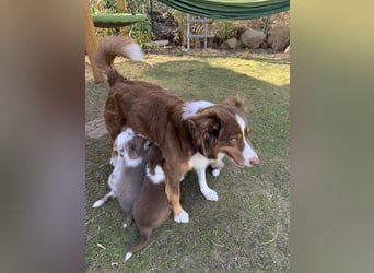 Reinrassige Australian Sheperd Welpen