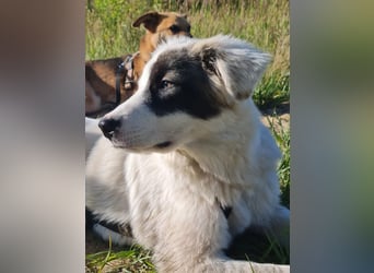 aufgeweckter IKARUS sucht sein Für-Immer-Körbchen