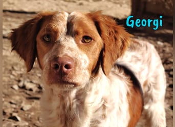 Georgi 05/2023 (ESP) - aufgeweckter und verschmuster Bretonischer Spaniel!