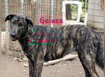 Guinea geb. 10/2023 (ESP) - friedliche und soziale, sehr hübsche gestromte Schönheit!