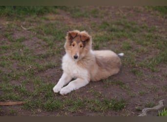 verschmuste Colliewelpen mit Papieren