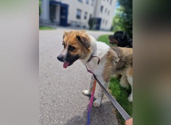 BENJI (*2024) auf Pflegestelle in 86989 Steingarten