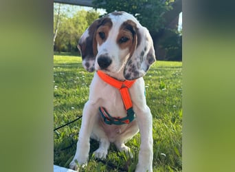 Beagle Mischlingswelpe GEORGY (Dezember 2024) sucht eine eigene Familie