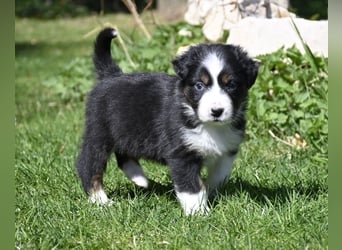 extrem hübsche , bestens sozialisierte Australian Shepherd Welpen aus kontollierter Zucht