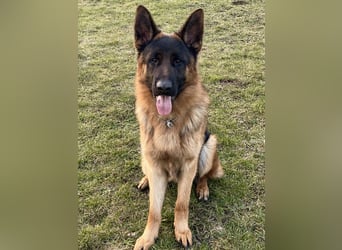 Deutscher Schäferhund Rüde mit Papiere.