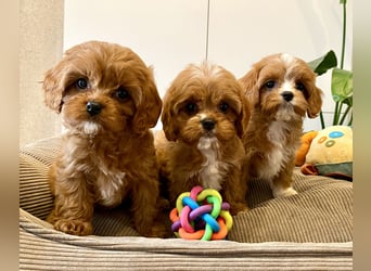Cavapoo, Pudel, Cavalier King Charles Spaniel