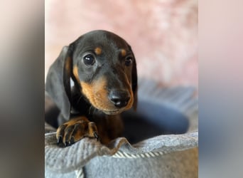 Zwergdackel, amerikanische Zwergdackel, Dackel Welpen , Tiger Dackel suchen tolle Familien