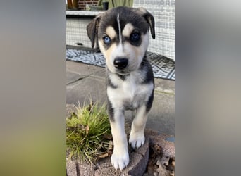 Zuckersüße Husky Mischlings Hündinnen