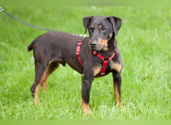 Chapi - quirliger, verschmuster Familienhund - Tierhilfe Franken e.V.