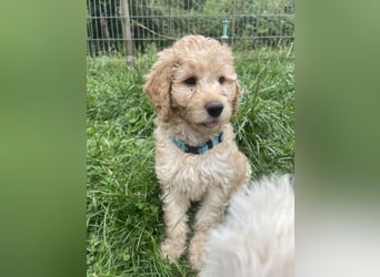 Wurfankündigung Labradoodle F1B Welpen