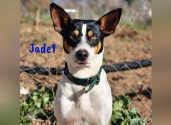 Jade1 04/2022 (ESP) - menschenbezogener, kleiner Ratonero Bodeguero Andaluz!