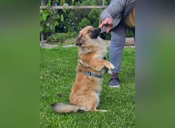 Fritz sucht ein Zuhause