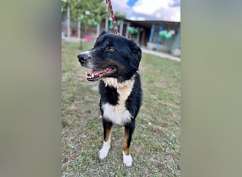 Jack (2) sucht einen Gnadenplatz