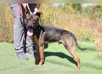 Leo, Mix Pinscher / Schäferhund , lieb und verträglich