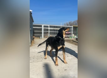Anubis, fröhlicher Kerl sucht aktive Menschen