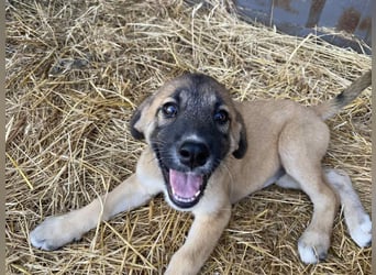 Mairy- fröhliche Kämpferin sucht ihr Für-immer-Zuhause!