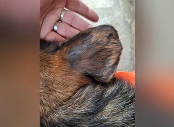 Zizi, kleine Dackel Dame möchte um die Wette flitzen