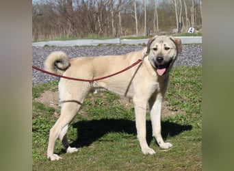 Atilla - Zuhause gesucht