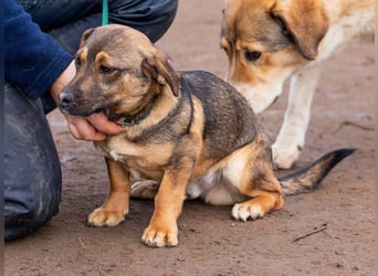 Soma, Jungspund sucht ein Zuhause