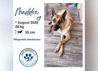 Schäferhundmix MADDOX sucht seine eigene Familie!