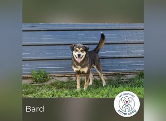 Bard: süßes Kraftpaket
