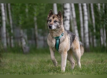 Soziale Lada sucht liebevolles Zuhause