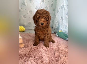 Wunderschöne Mini/Medium Goldendoodle Welpen in Rot/Apricot zu verkaufen