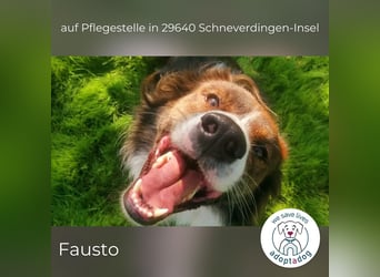 Fausto: sucht ein erfahrenes Zuhause in 29640 Schneverdingen/D
