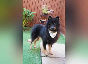 Theo SR – Schlauer Wirbelwind mit treuem Blick sucht aktives Zuhause