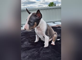 Mini bullterrier - Australian shepherd mix welpen