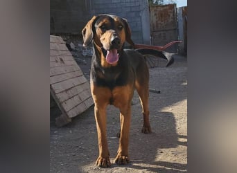 Levi ❤️ Bracke-Mix, verspielt+ aufgeschlossen