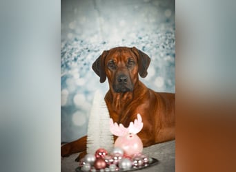 Genetisch Gesunde Rhodesian Ridgeback Welpen erwartet Mitte März 