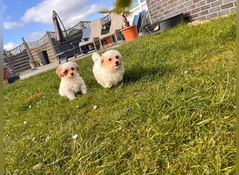 Maltipoo Welpen, Rüden