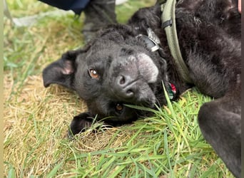 LEXI - freundliche schwarze Schönheit sucht liebevolles Zuhause