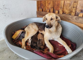 Honey,  Schäferhund-Mix, lieb und sozial